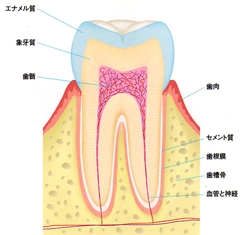 ドックベストセメント治療の特徴