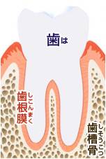 歯が動く仕組み！