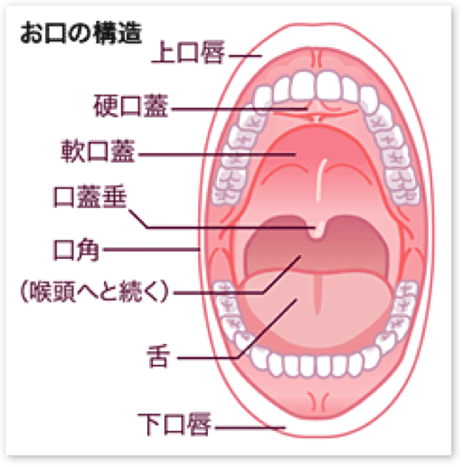 口腔粘膜疾患について